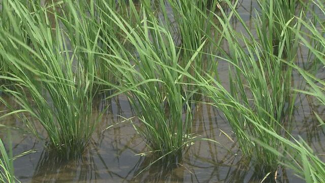 早すぎる梅雨明け　コメ農家に大打撃